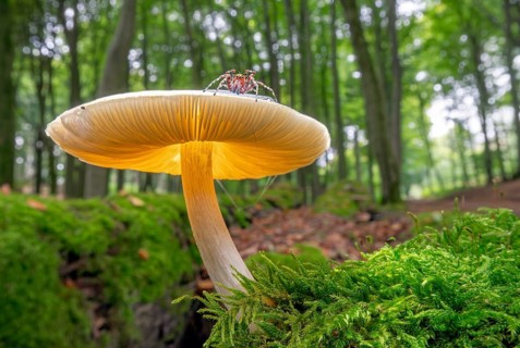 Mushroom on moss with spider Forest Todenmann Germany