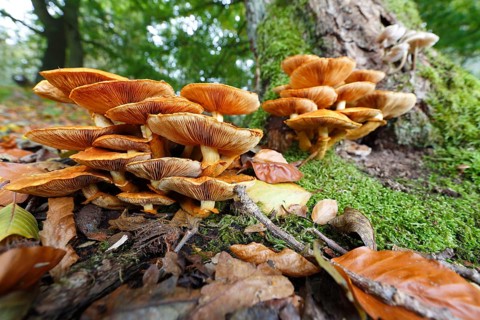 Sheathed woodtuft