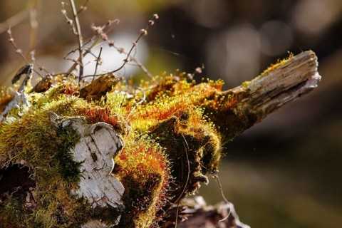 Spore capsules of the golden lady's moss