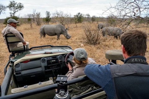 Tourists watch white rhinoceroses