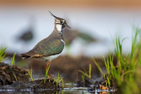 Northern lapwing
