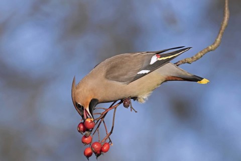 Bohemian waxwing