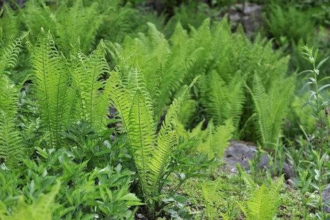 Ostrich fern