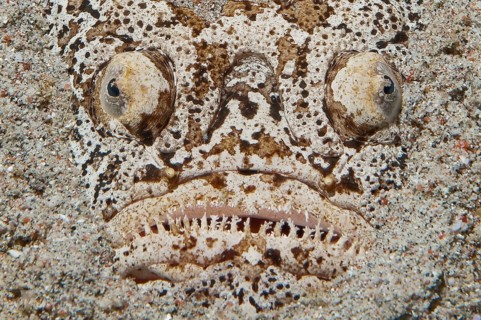 Extreme close-up of head of Marbled Stargazer