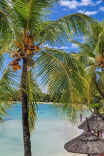 View between palm leaves and palm fronds to a small blue lagoon in front of a beach with palm trees Coconut palms