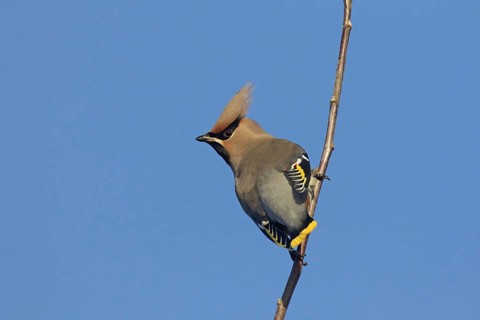 Bohemian waxwing