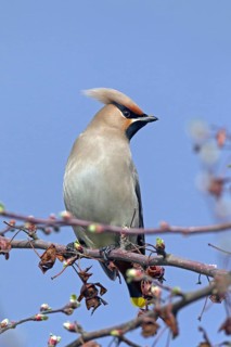 Bohemian waxwing