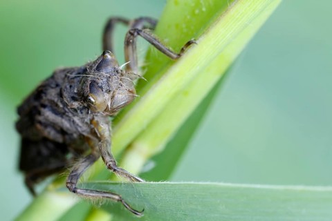 Dragonfly larva in front of hatching on a reed leaf