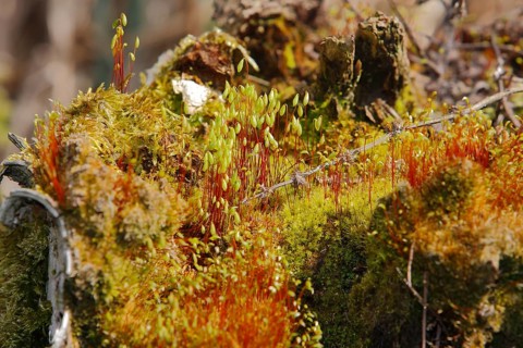 Spore capsules of the golden lady's moss