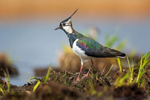 Northern lapwing