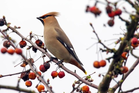 Bohemian waxwing