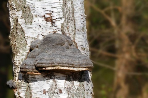 Birch polypore
