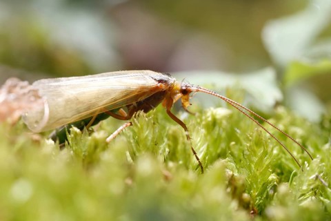 Lacewing