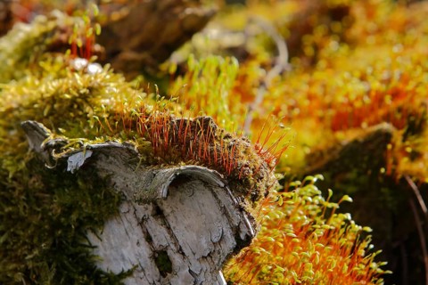 Spore capsules of the golden lady's moss