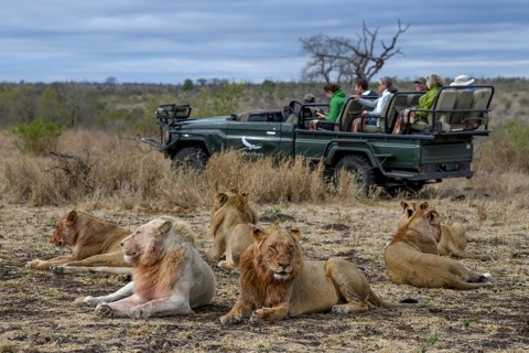 Tourists watching lions