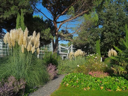 Pampas grass
