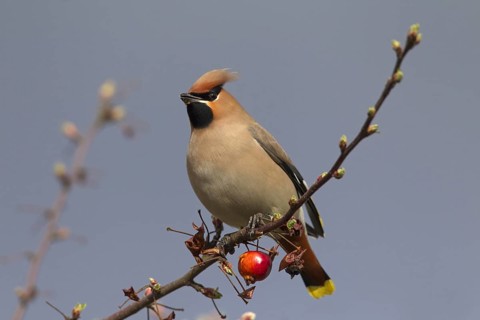 Bohemian waxwing