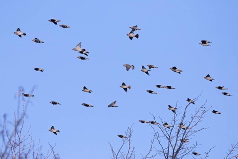Migrating Bohemian waxwings