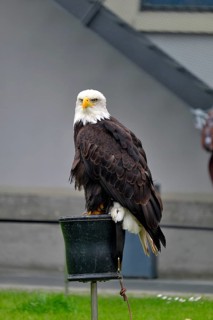 Bald eagle during a bird show