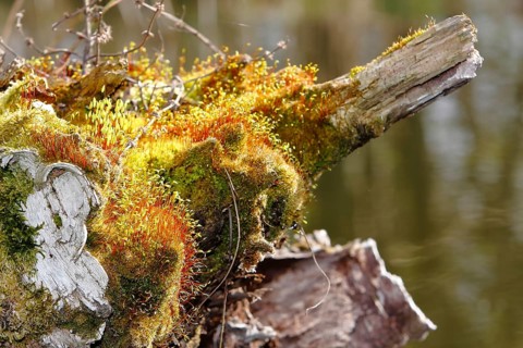 Spore capsules of the golden lady's moss