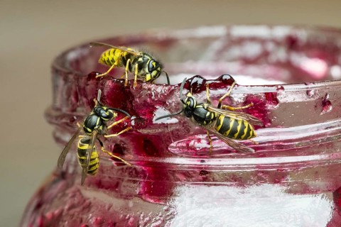 Three common wasps