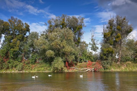 Tree trellis on the bank of the river Mulde in autumn