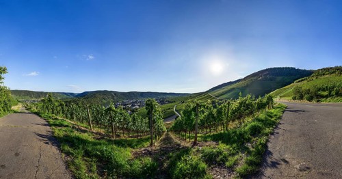 Backlit vineyard in the evening in Kroev