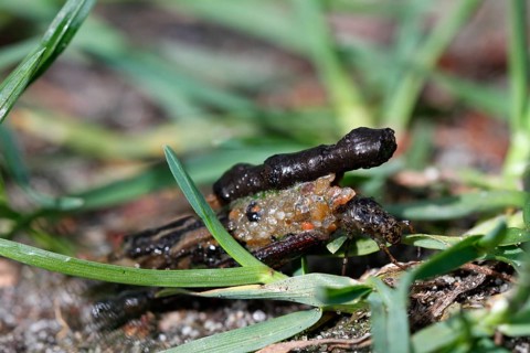 Larva of a caddis fly in its tube