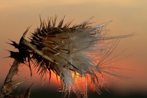 Seed stand of creeping thistle