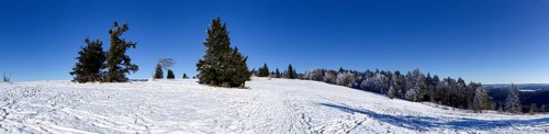 Winter landscape with spruces