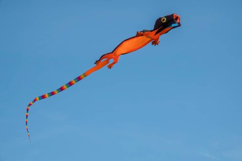 Lizard as a kite at the kite festival