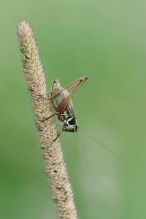 Roesel's bush-cricket