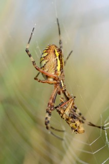 Wasp spider
