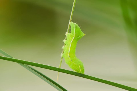 Copper underwing
