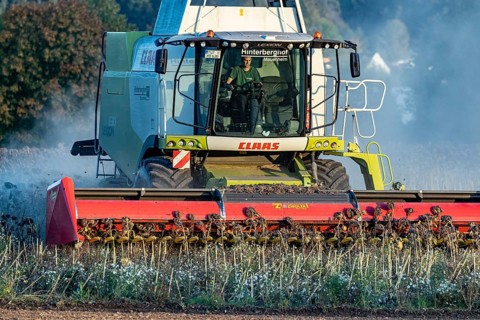 Harvesting sunflowers