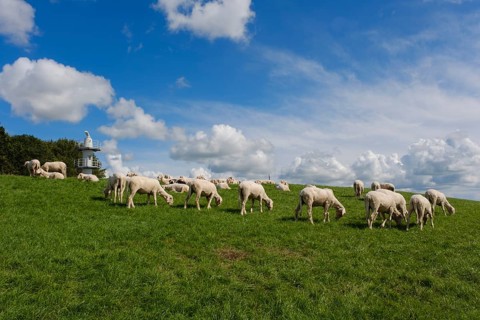 Sheep