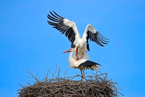 White storks