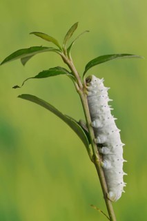 Ailanthus silkmoth