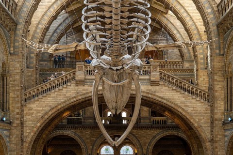 Blue whale skeleton