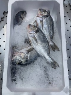 Display of fishing caught whole fish fresh fish four pieces gilt-head sea bream