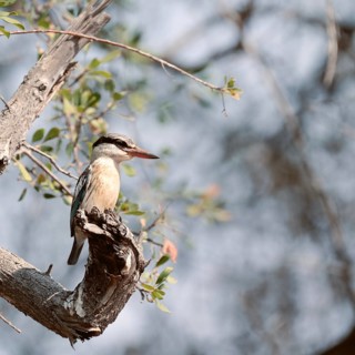 Striped kingfisher