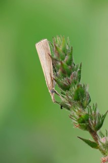 Inconspicuous grass borer