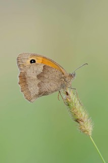 Meadow brown