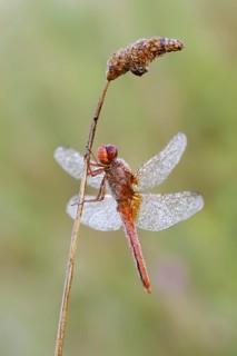 Scarlet dragonfly