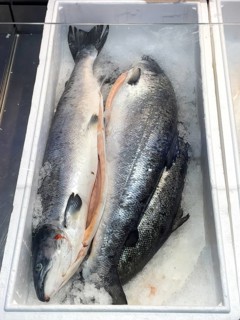 Display of fishing caught whole fish fresh fish three pieces Atlantic salmon
