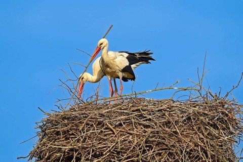 White storks