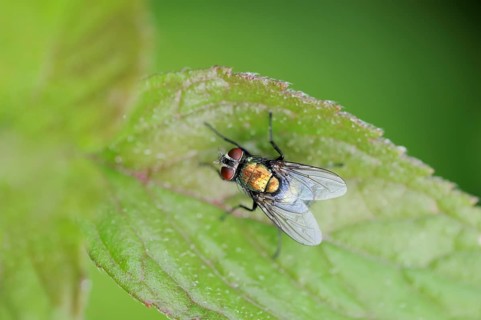 Bottle Fly