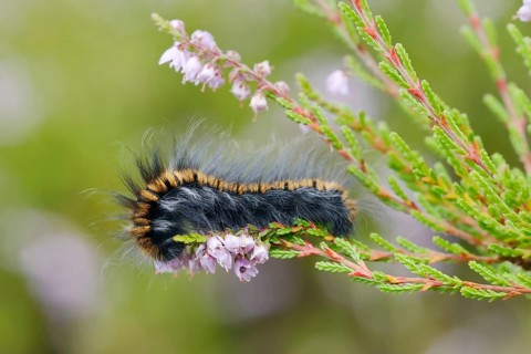 Fox moth