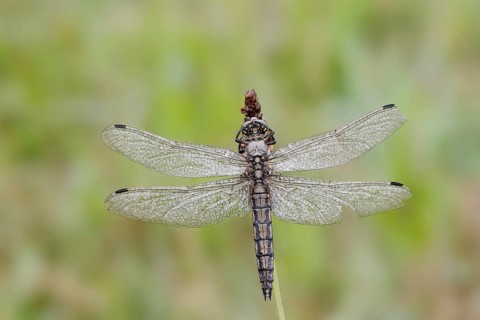 Black-tailed skimmer