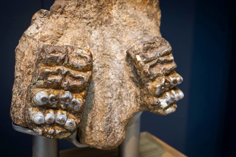 Fossilised teeth